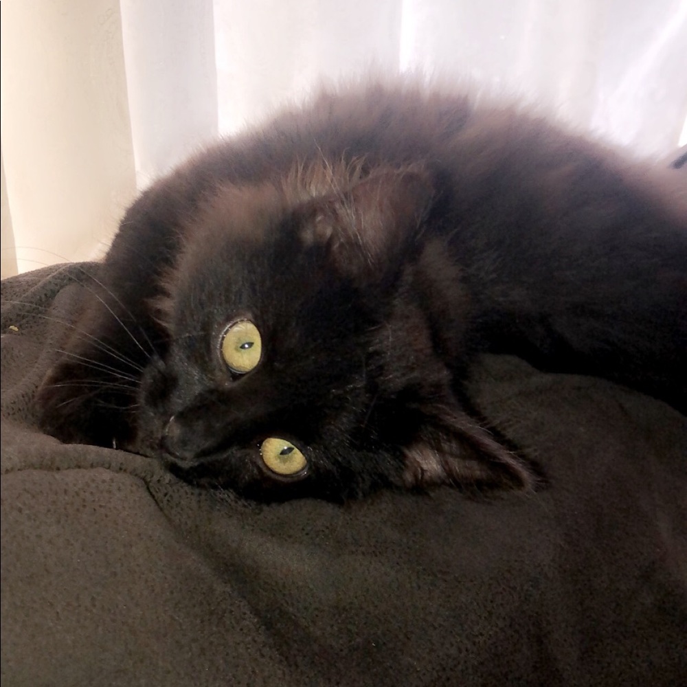 Meet your Posher, Michelle